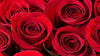 caring for your roses