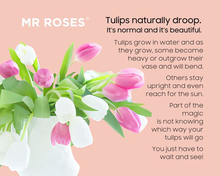 Terrific Tulips
