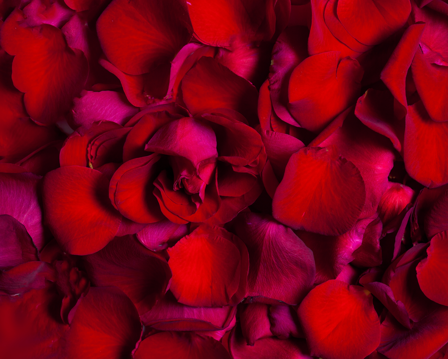 Graze & Gaze Exclusive - Red Rose Petals (Standard)