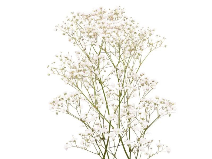 babys breath