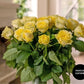 yellow long stemmed roses customer photo